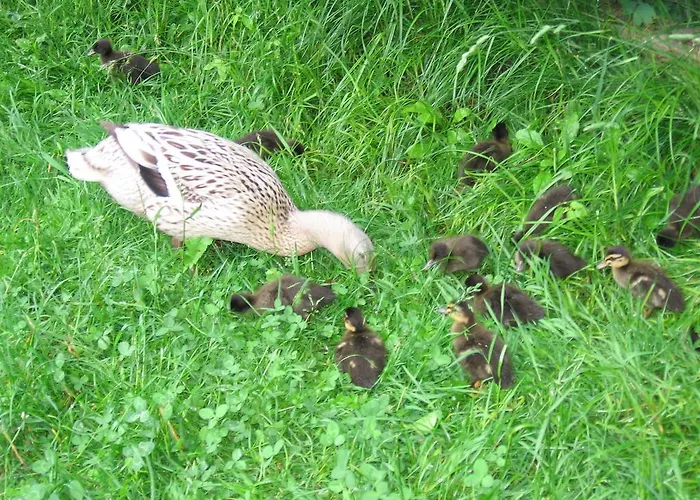 Backer-ferdl Panzio Hinterstoder