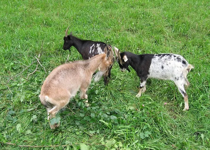 Hotel Backer-ferdl Panzio 3*