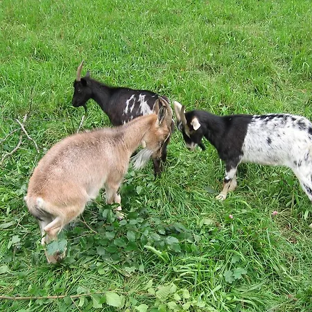 Hotel Backer-ferdl Panzio 3*